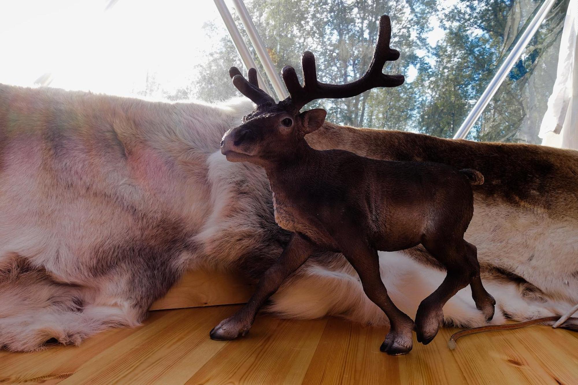 Wild Caribou Dome Luxury tent 3*
